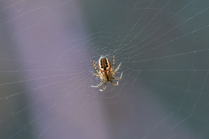 Mangora acalypha  corretto?